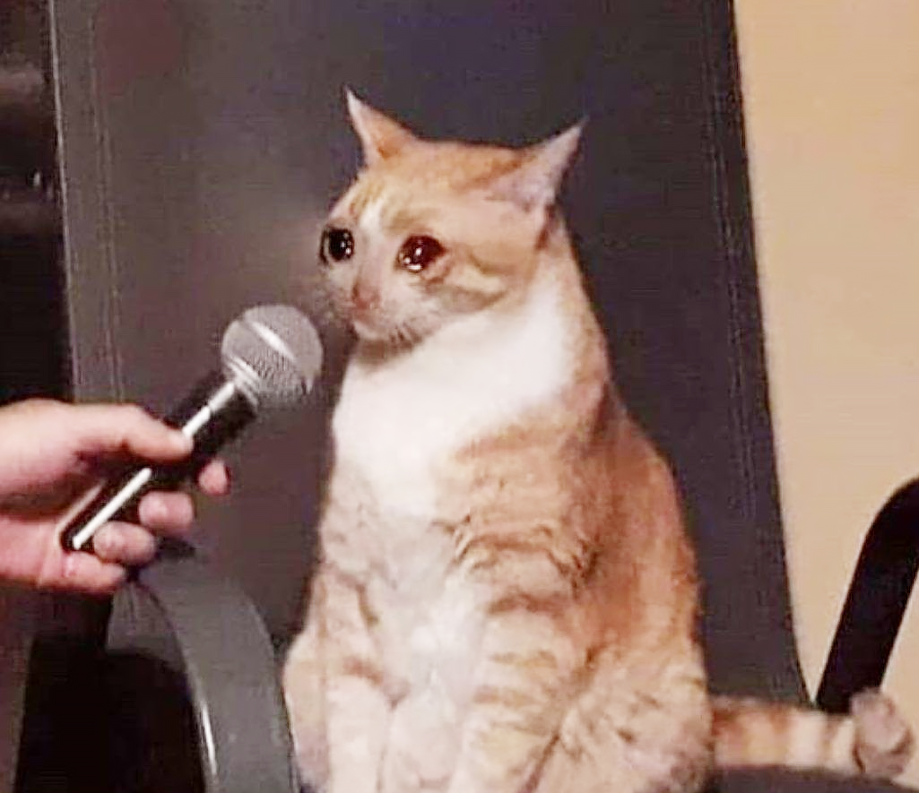 интервью с котом