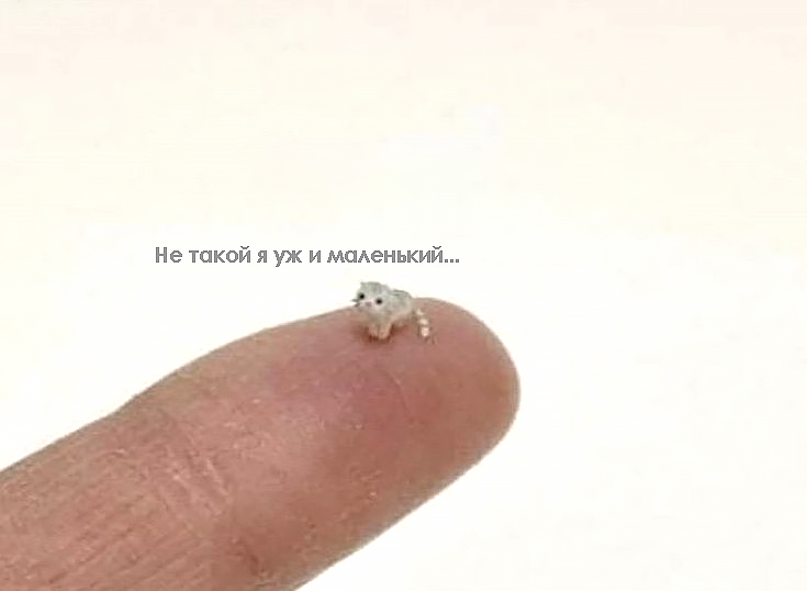 мем котёнок на пальце