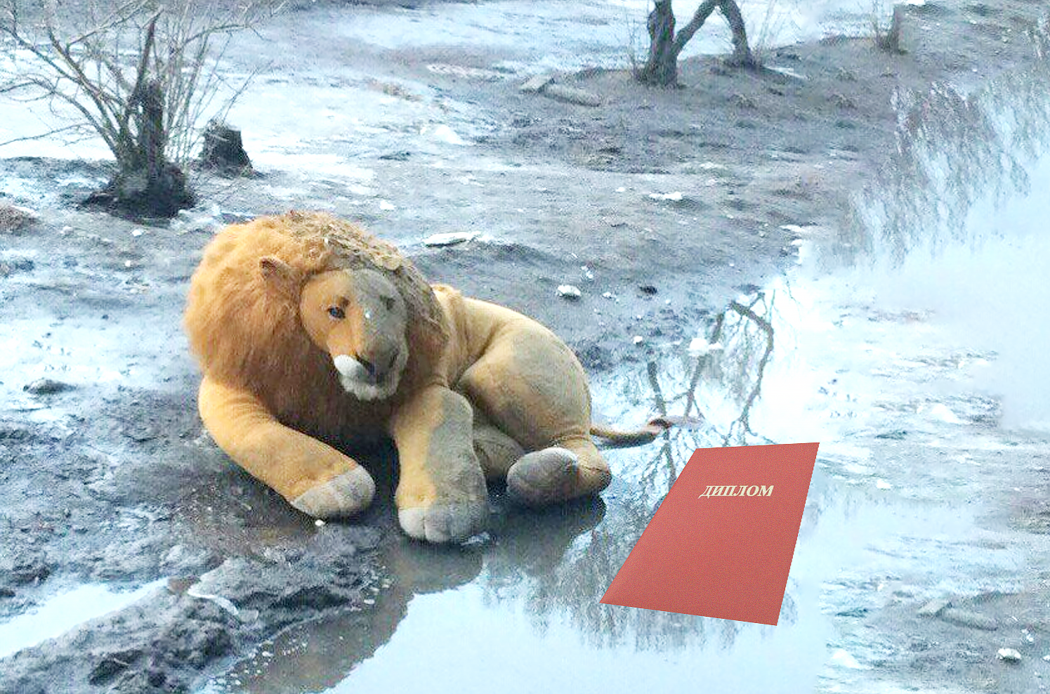 в саванне начался сезон дождей