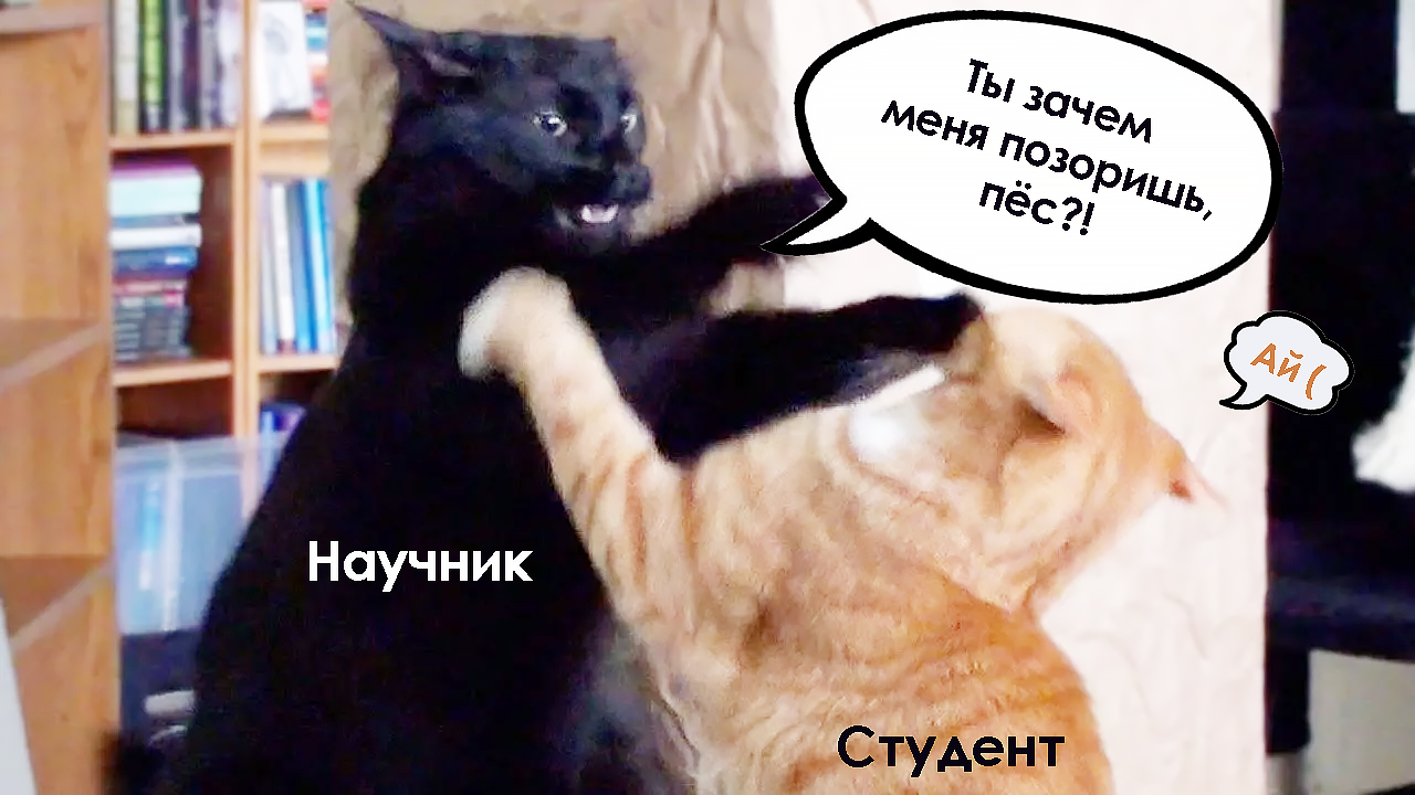 коты дерутся