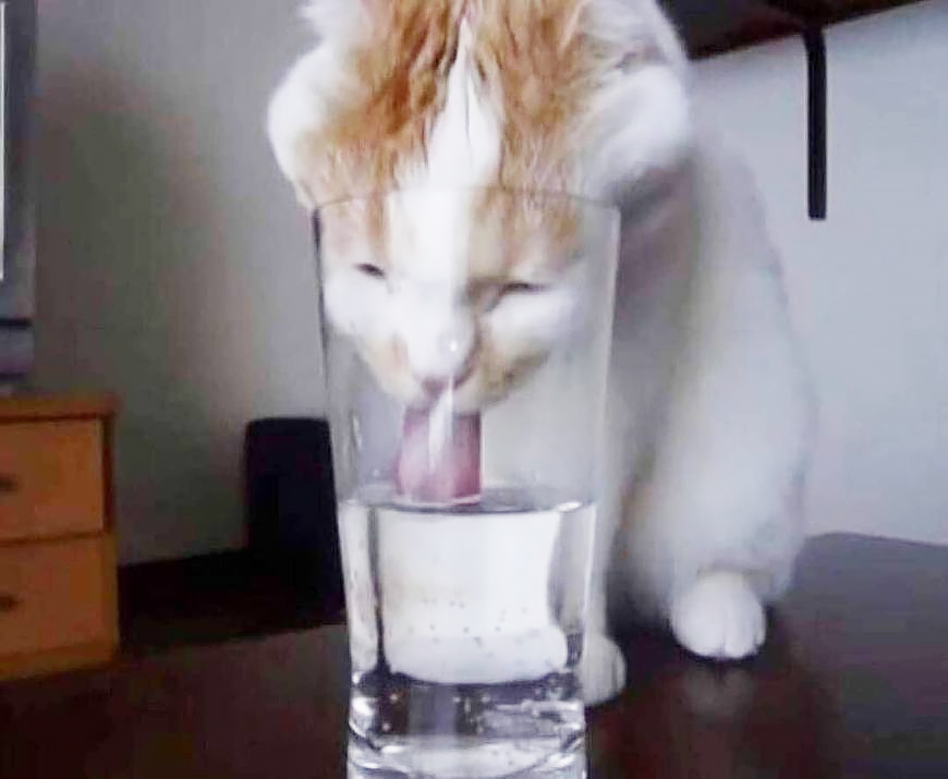 кот пьёт воду