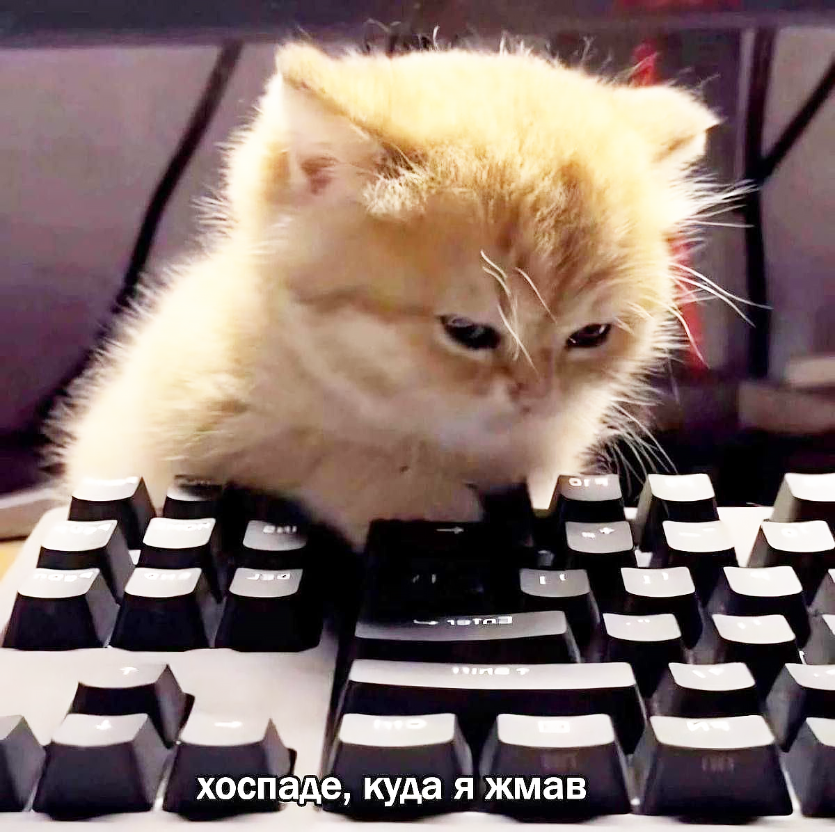 кот куда я жмав